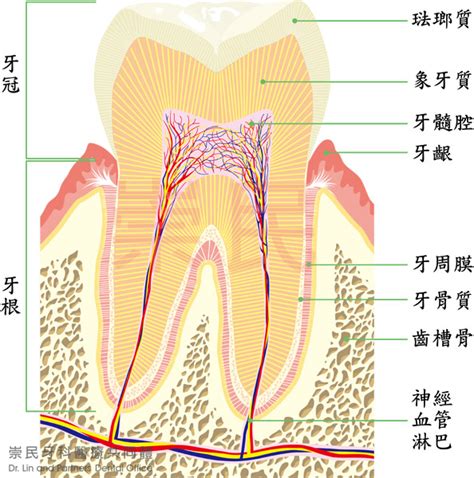 嘴巴牙齒|瞭解牙齒的各部分構造和功能